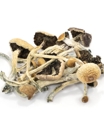 BUY AMAZONIAN CUBENSIS ONLINE