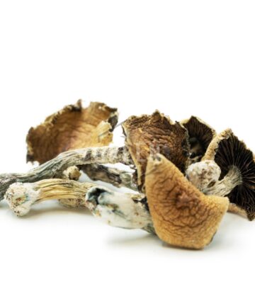 Buy Brazilian Cubensis Mushroom