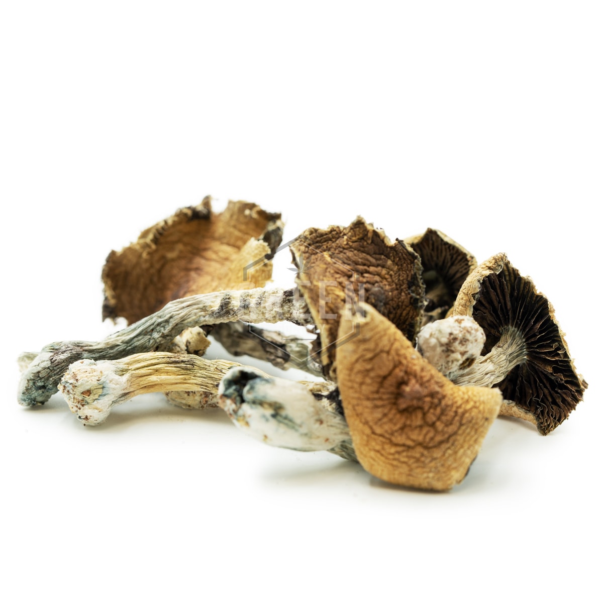 Buy Brazilian Cubensis Mushroom