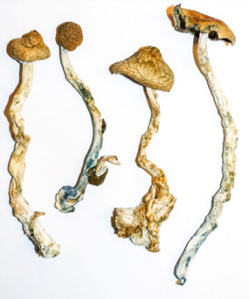 Buy B Plus Cubensis Online