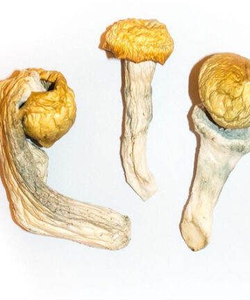 Buy Penis Envy shrooms Online