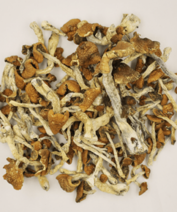 cubensis mushrooms for sale